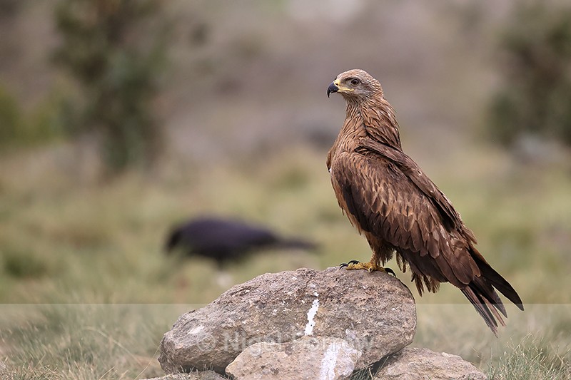 Black Kite standing on rock, Catalonia, Spain - Black Kite