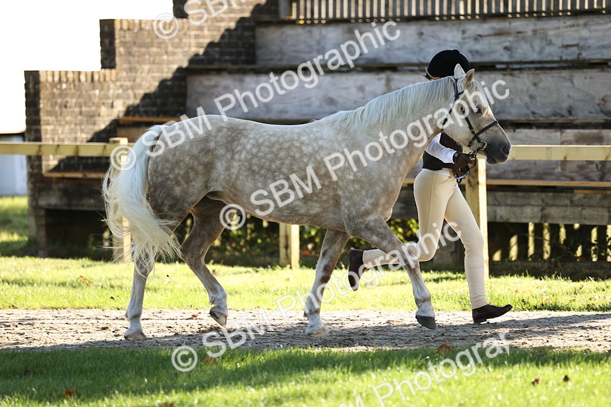 SBM_15869 - S1 - TSR in Hand Horse & Pony Showing