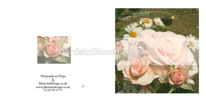 004 Roses - Happy Birthday - Birthday