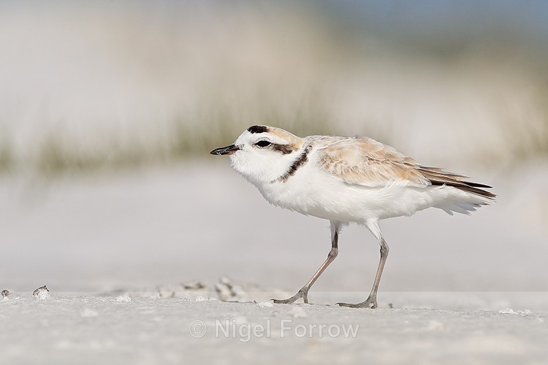 Snowy Plover (breeding adult) pauses, Fort De Soto Park, Florida - Snowy Plover