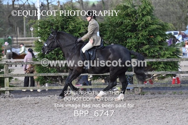 BPP_6747 - RING 1  (RIDDEN HORSES / IN HAND / VETERAN ETC)