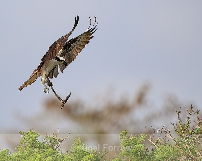 Osprey landing with tree branch, Blue Cypress Lake, Florida - Osprey