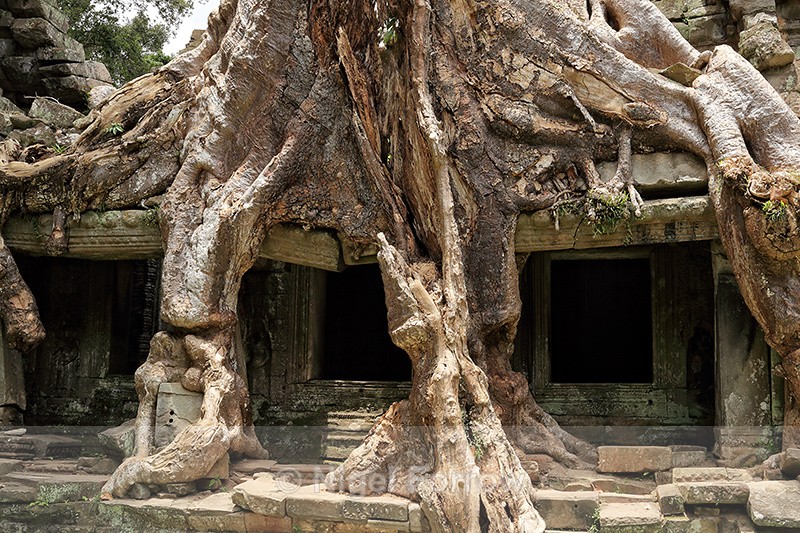 Tree roots crushing Preah Khan temple, Cambodia - Cambodia
