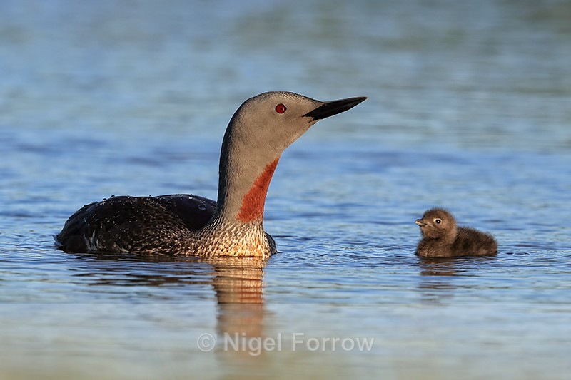 Red-throated Diver adult & chick, Floi, Iceland - Red-throated Diver