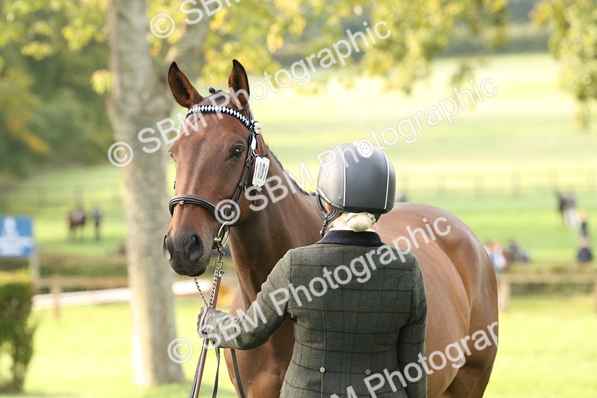 SBM_54987 - S52 - Riding Horse & Hack & thoroughbred In Hand