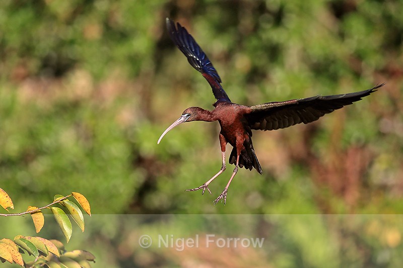 Glossy Ibis landing wings back, Wakodahatchee Wetlands, Florida - Glossy Ibis