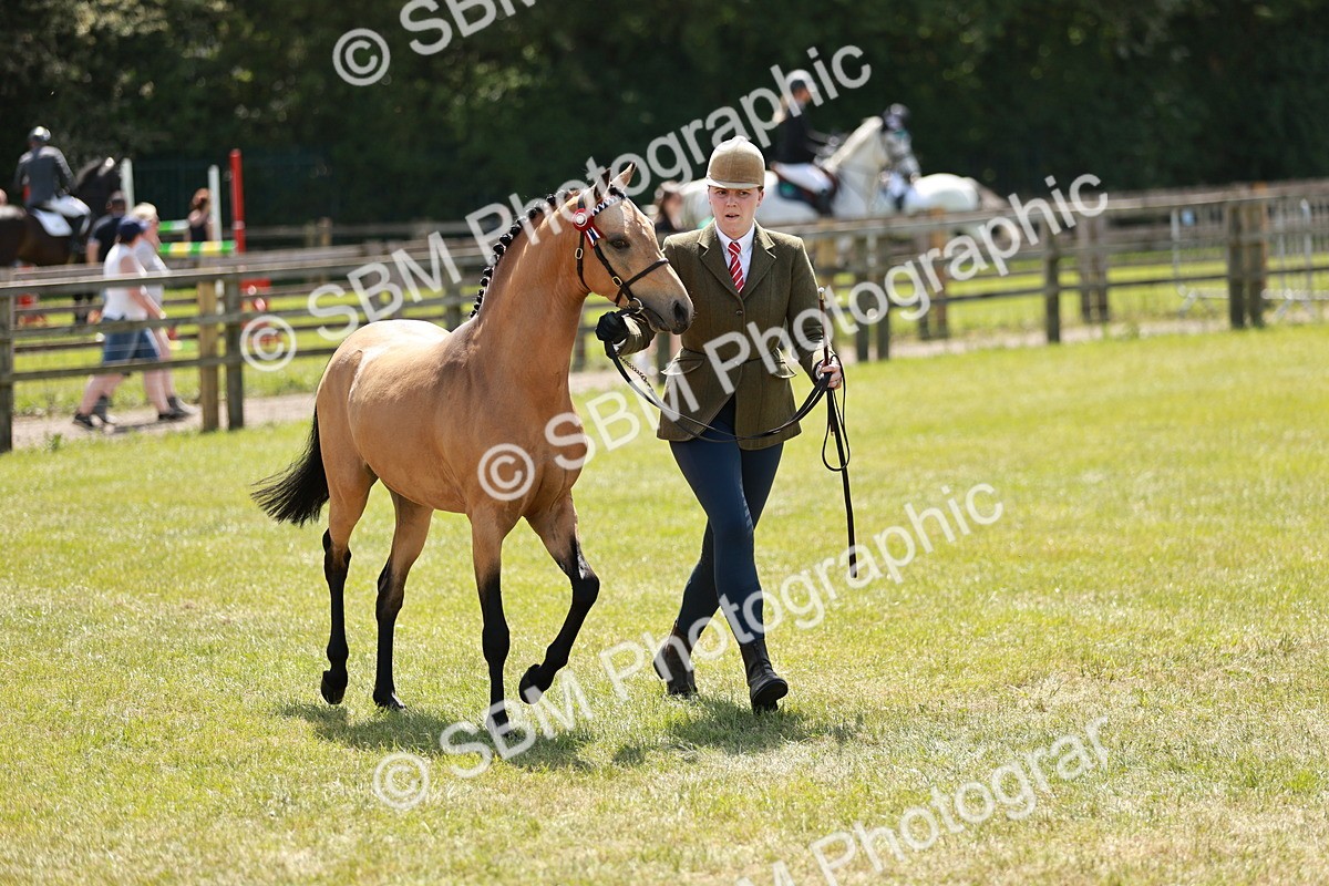 SBM_05578 - Class 41-45 - Riding Pony-Hunter Pony Breeding