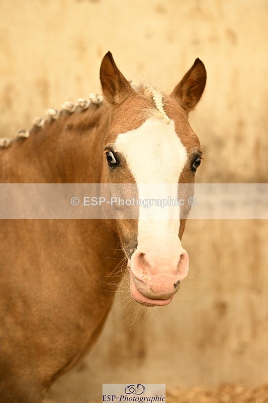 240809A-084729-00012 - Stable Shots