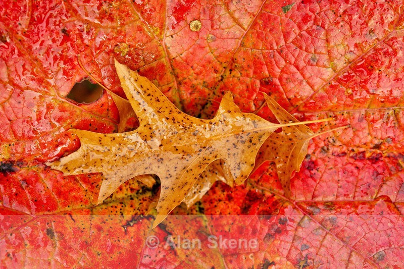 DSC01714 - Autumn