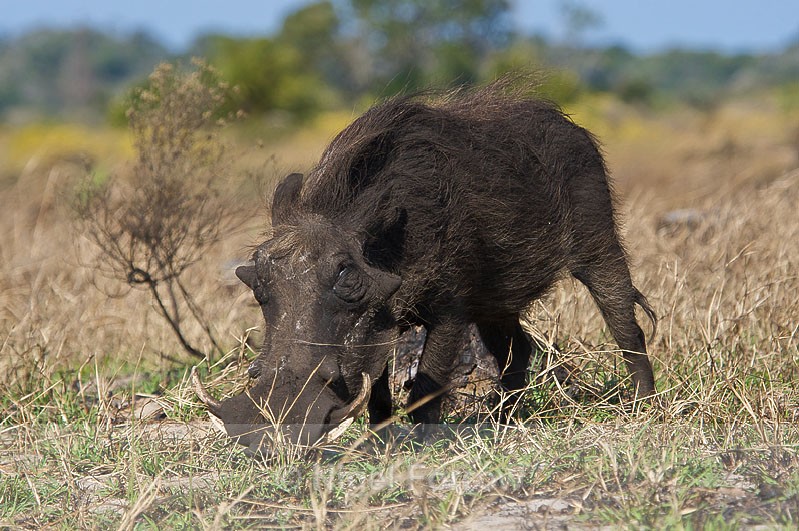Warthog - Warthog