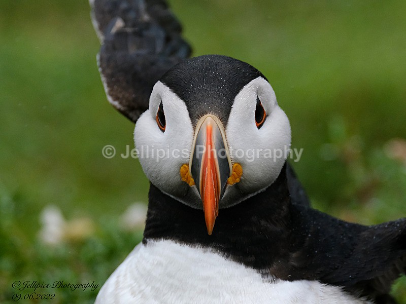  - Wildlife and Nature