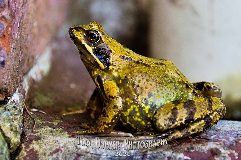 Frog about to jump. from Animal Portraits Portfolio by Tina Dorner Photography