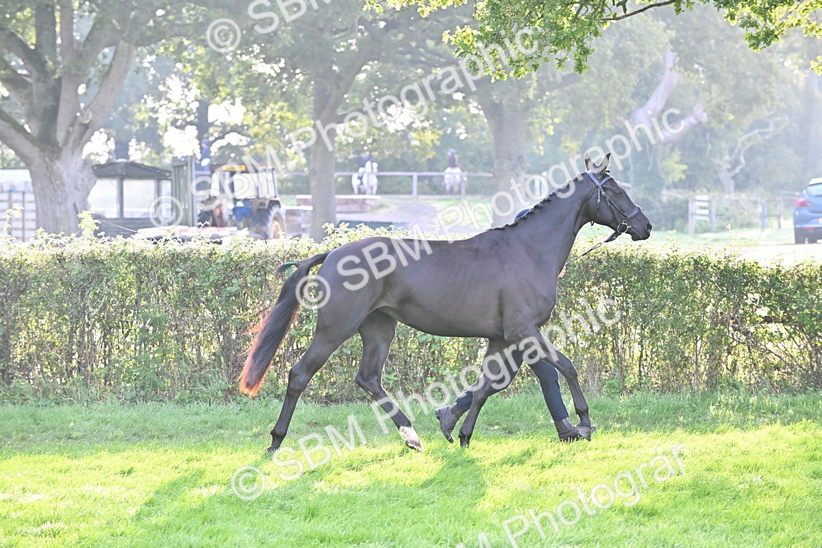 SBM_55329 - S44 - Youngstock In Hand