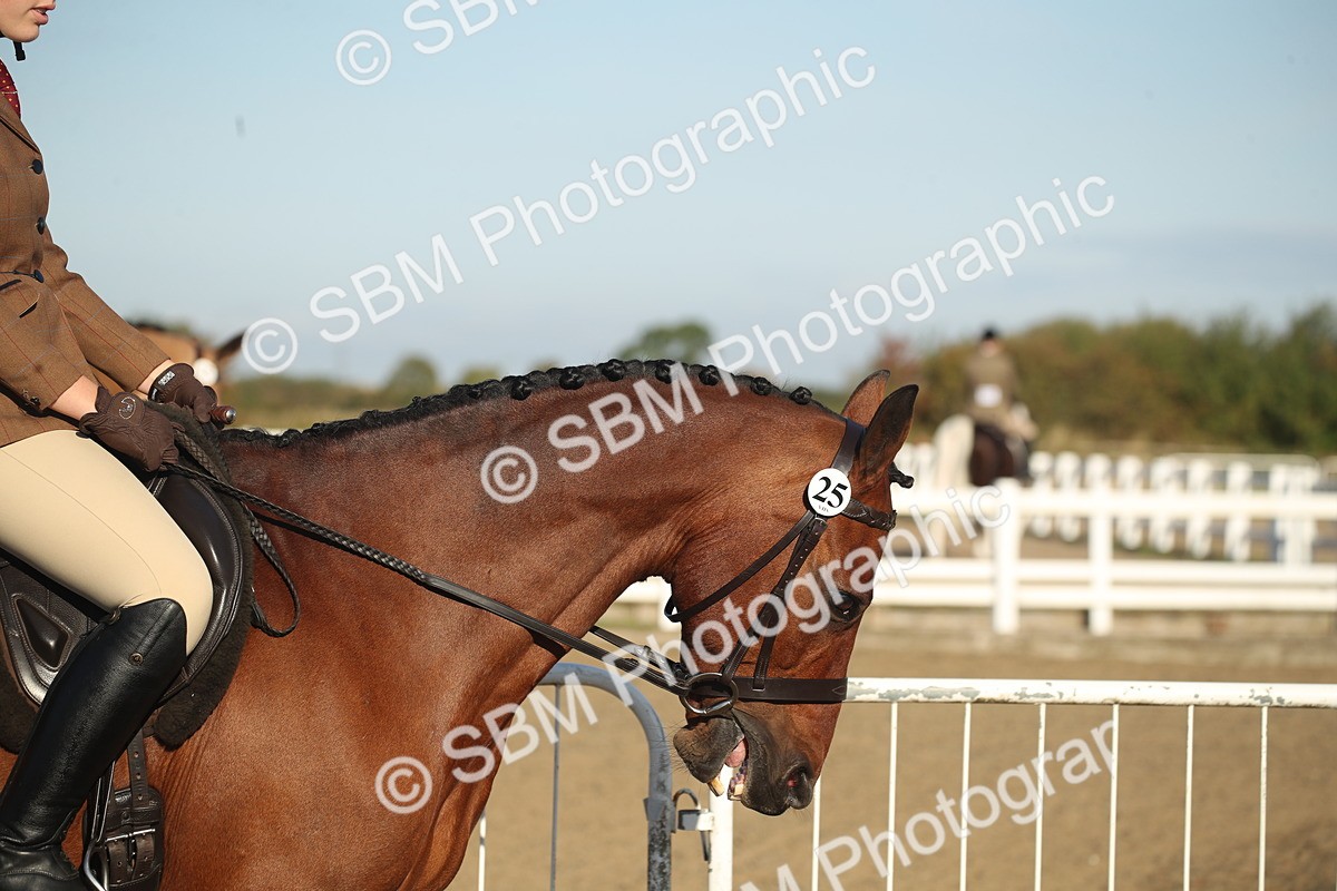 SBM_11486 - Class 502 - Riding Club Horse
