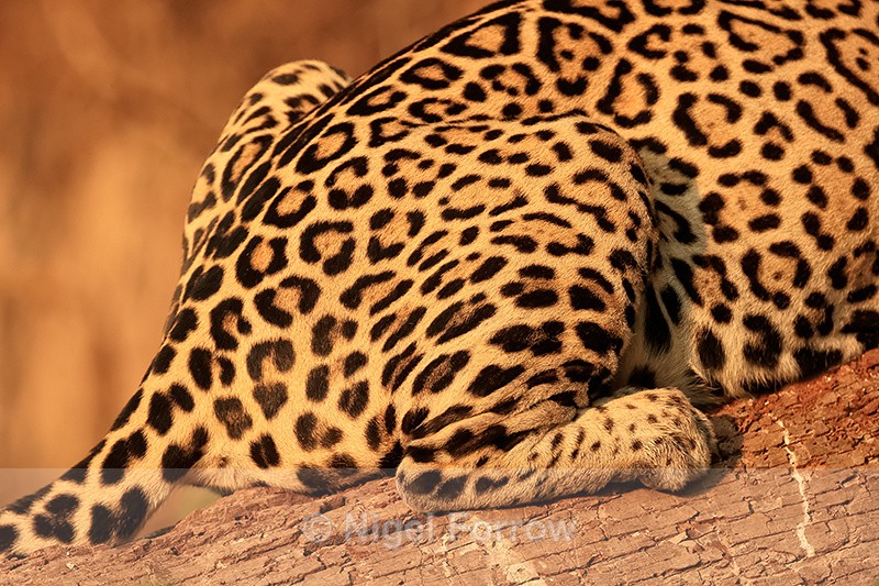 Jaguar (female) hind quarters, close view, Corixo Negro, Brazil - Jaguar