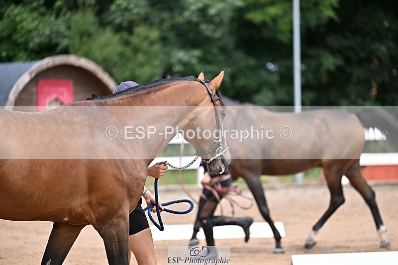 250716-130935-00372 - Trot Up 12.30 to 1.30