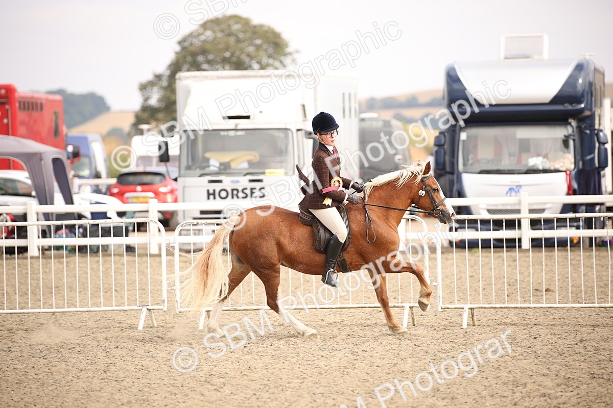 SBM_16113 - Class 408b - Working Veteran 70cm (20+)