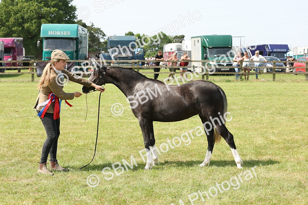 SBM_02424 - Class 6-13 - Mountatin and Moorland In Hand Welsh Breeds