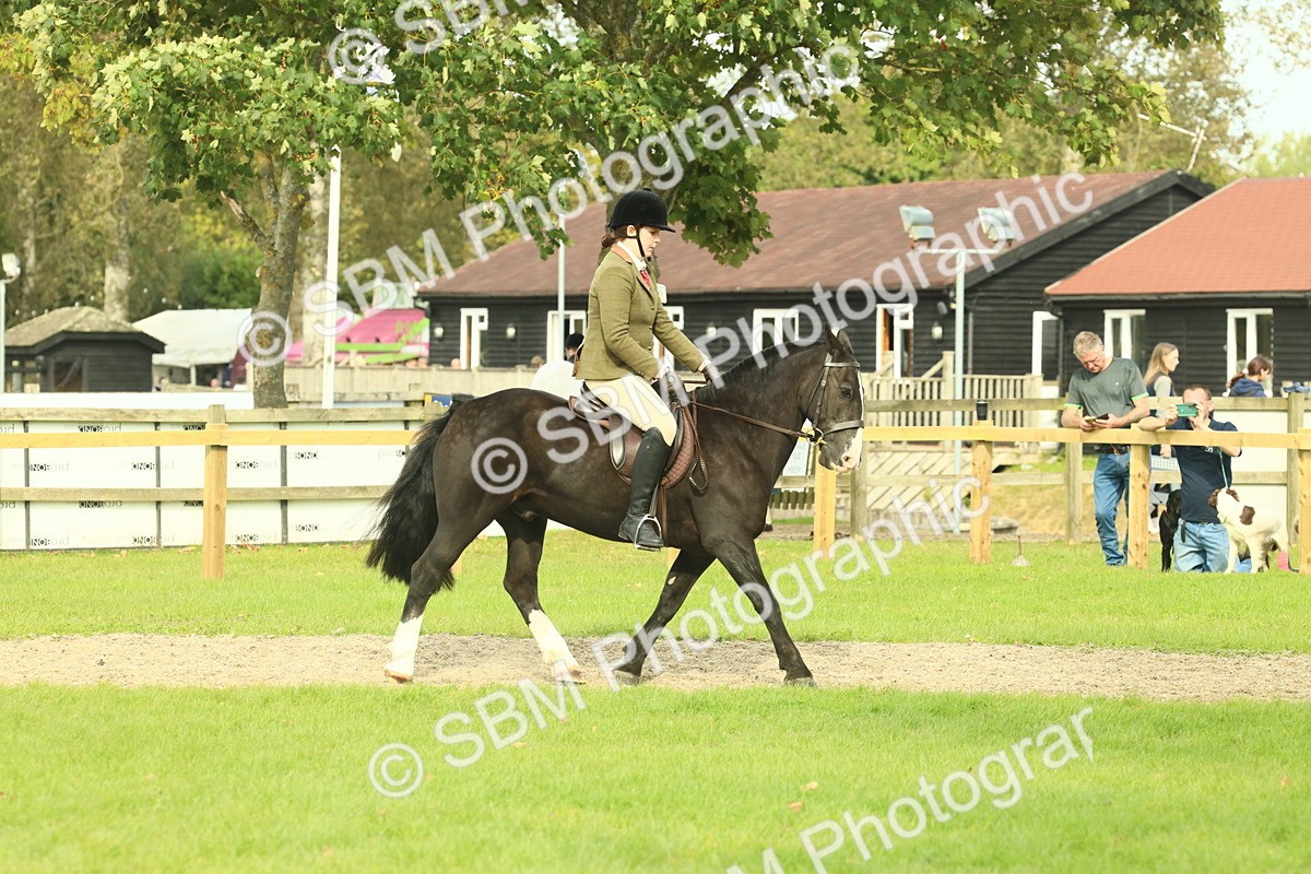 SBM_68177 - S58 - Mini Show Cob Ridden