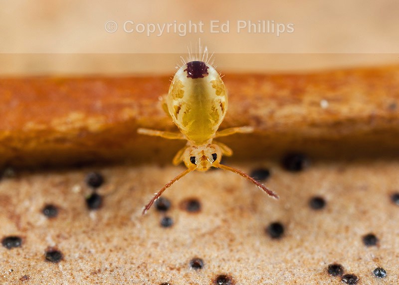 Dicyrtomina minuta