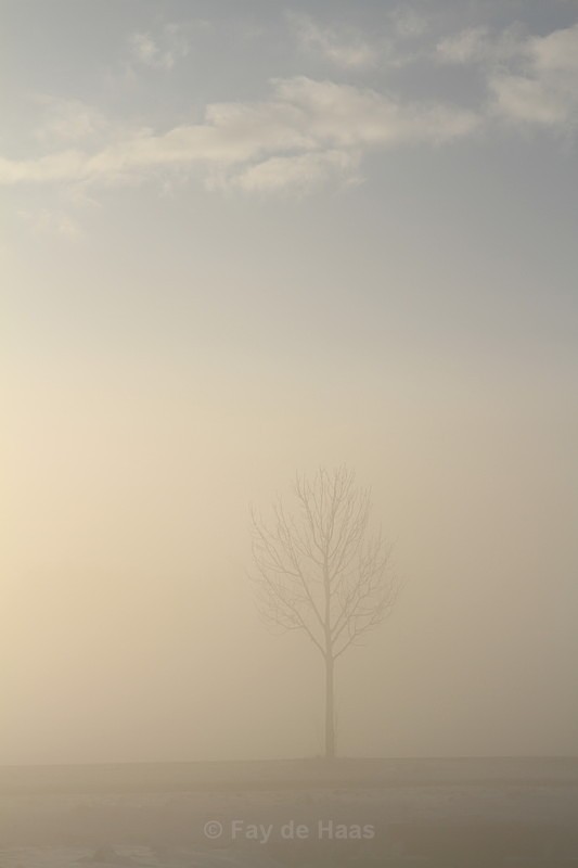  - Misty Morning
