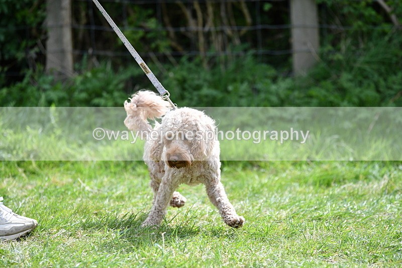 WJ5_9677 - Class 3 Most Handsome Dog