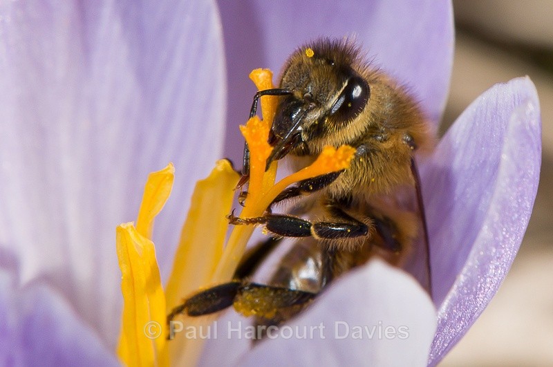  - Bugs: Macro insects