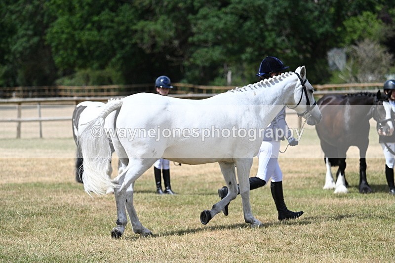 WJ7_1617 - Class 4 Prettiest Mare up to 14.2hh in hand