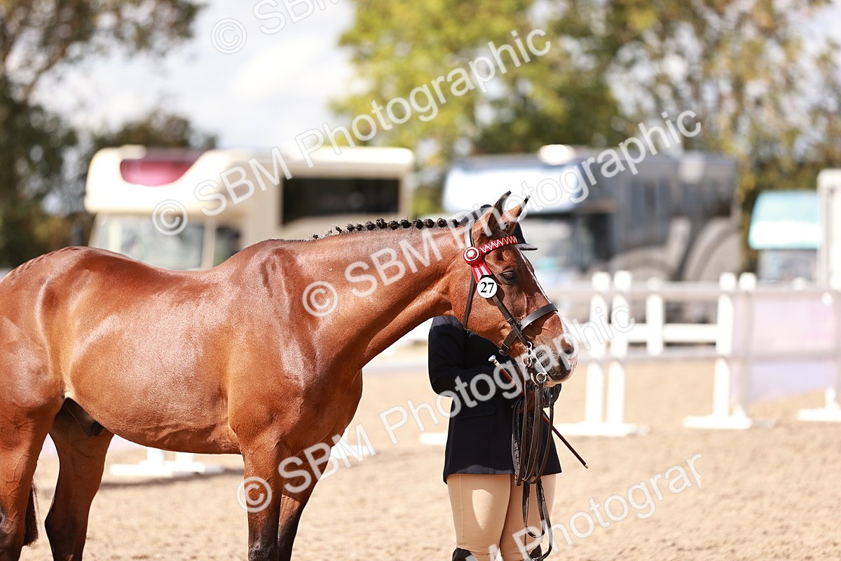 SBM_14214 - Class 407 - IH Hack Riding Horse