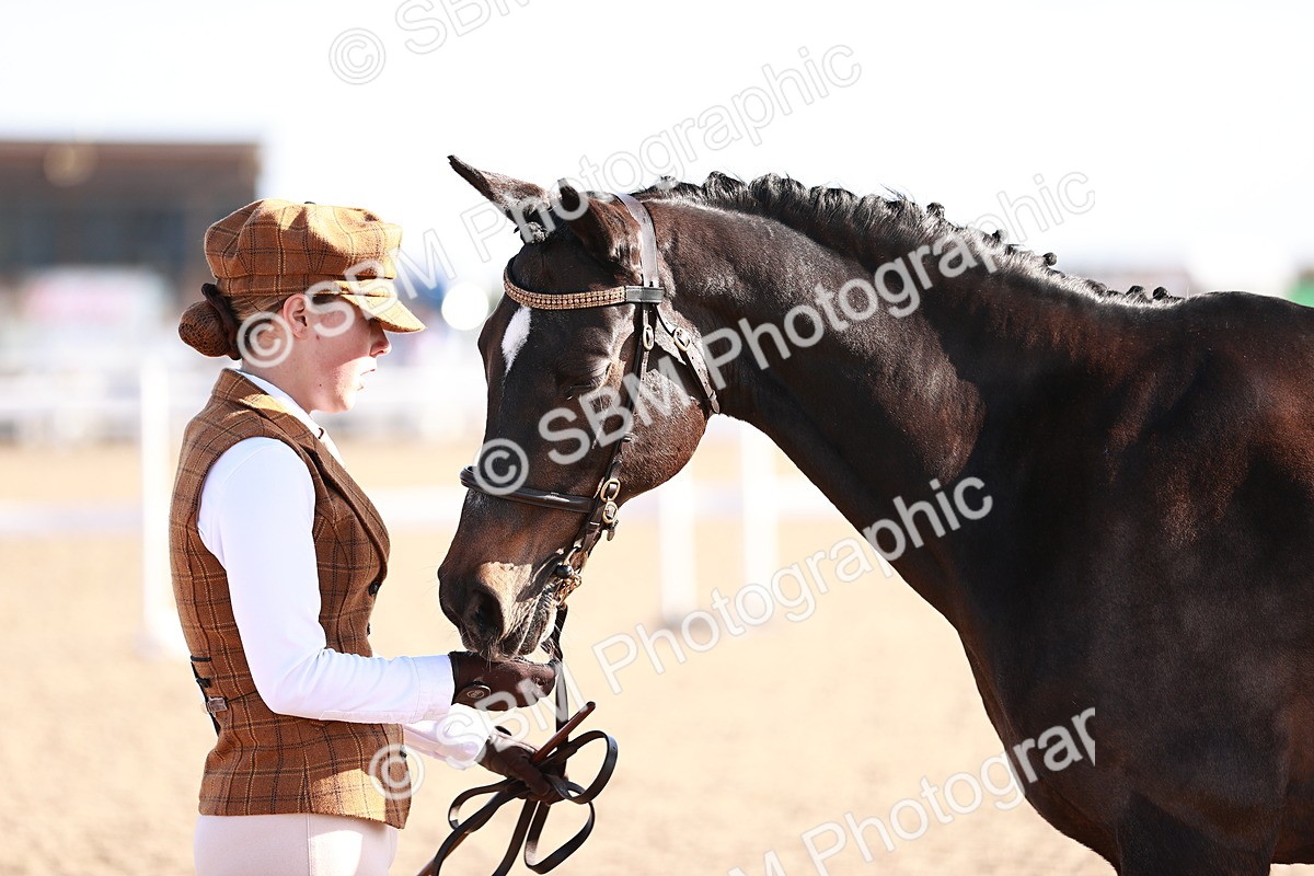 SBM_22035 - Class 702 - IH Show Horse-Pony
