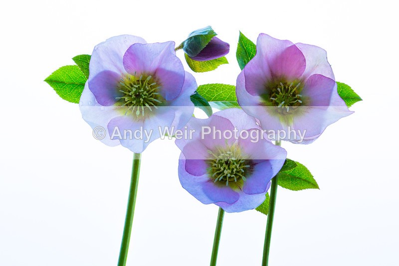 20160327-3K8A3268 - Plants & Flowers