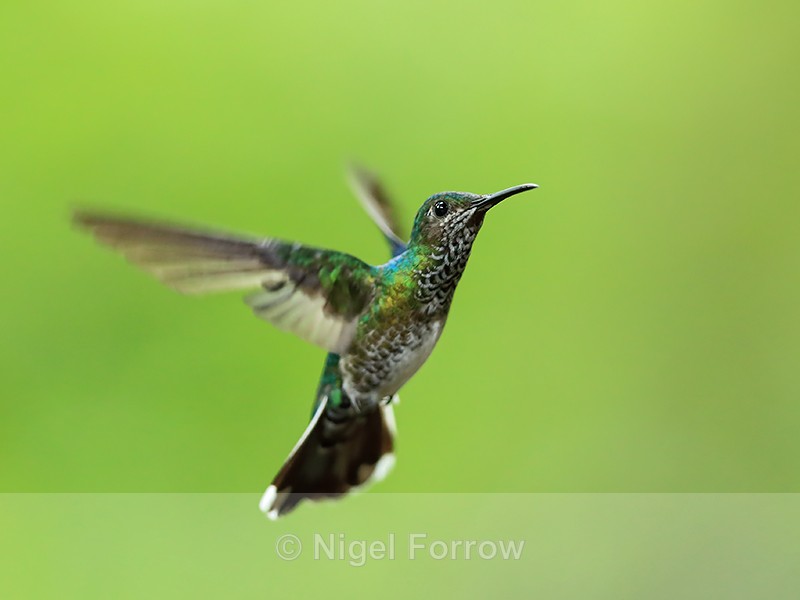 White-necked Jacobin (female) manoeuvring, Panama - White-necked Jacobin