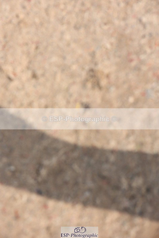 250424-103503-03112 - Cls 33 Young Horse 7yr old