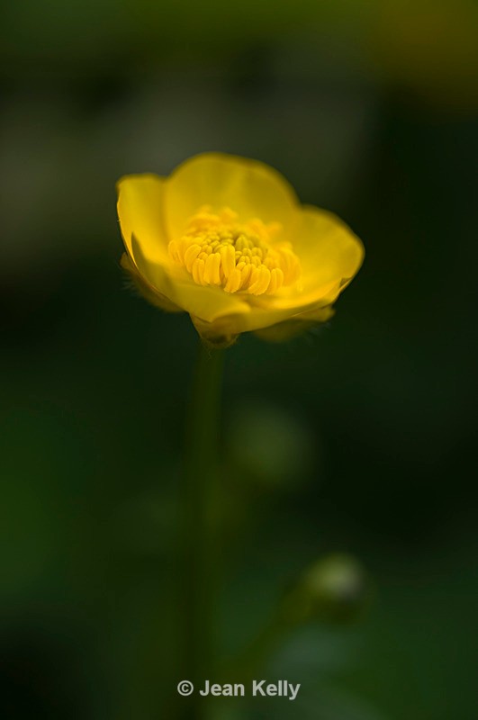 Flower - 4778 - Yellow