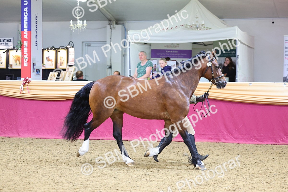 SBM_22797 - Class 903 - Supreme Final - IH Pre Vet