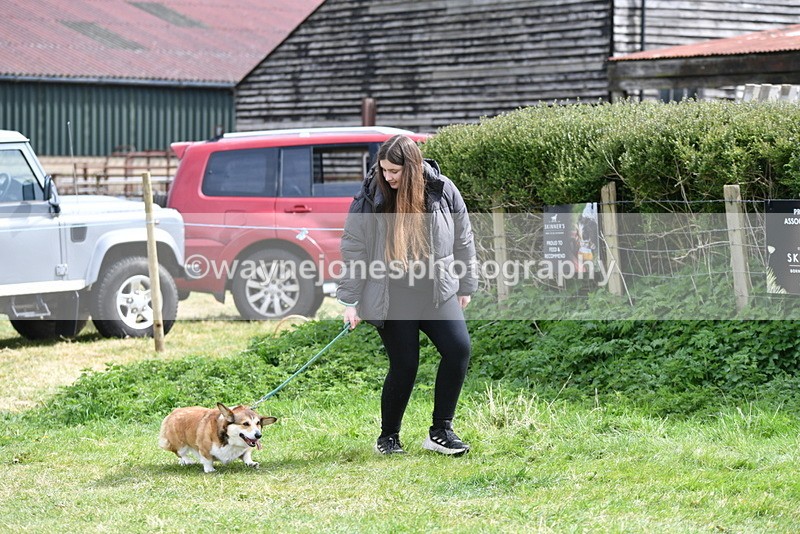 WJ5_9614 - Class 3 Most Handsome Dog