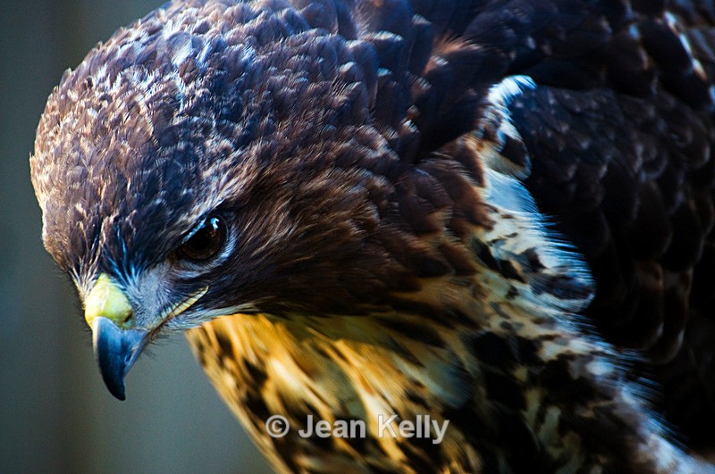 Common Buzzard - 1094 - Birds