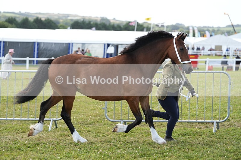 DSC05771 - Class 51: NPS M&M 4 years and over Large Breeds