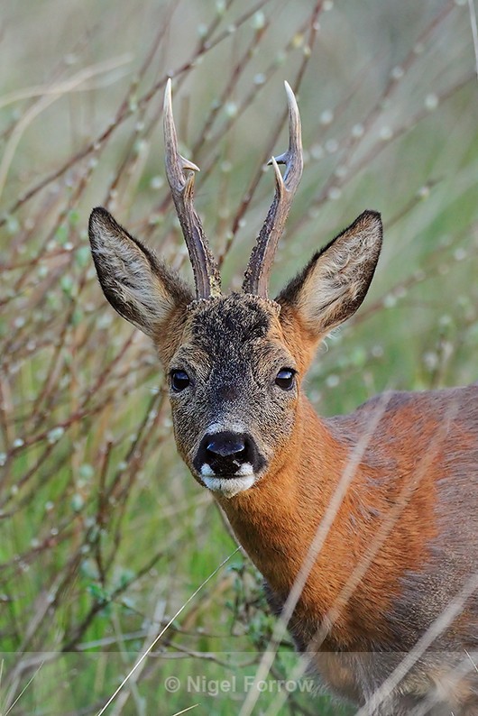 Close-up portrait of a Roe Deer on Islay - Deer