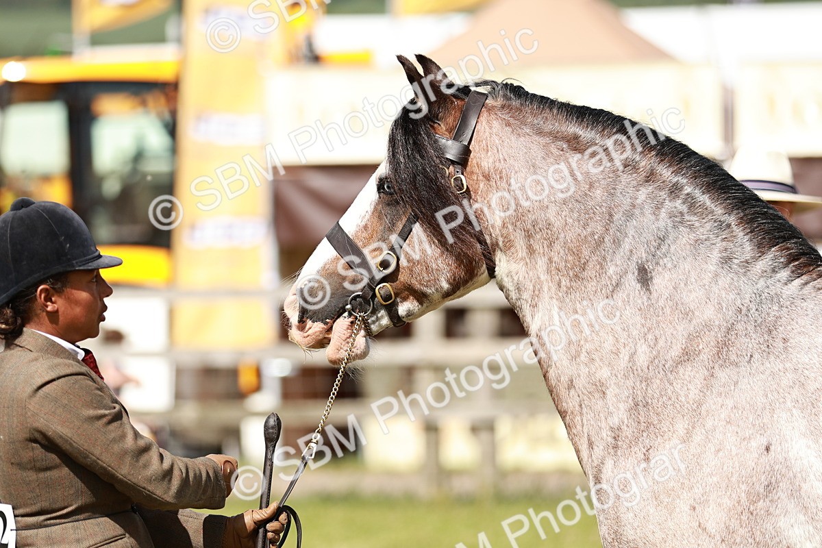 SBM_08872 - Class 63-65 - Traditional Gypsy Cobs In Hand & Ridden