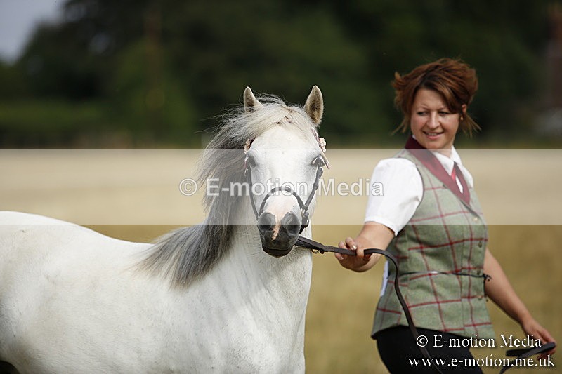 _C7A9186 - BVRC Sow 2018 Ring 2