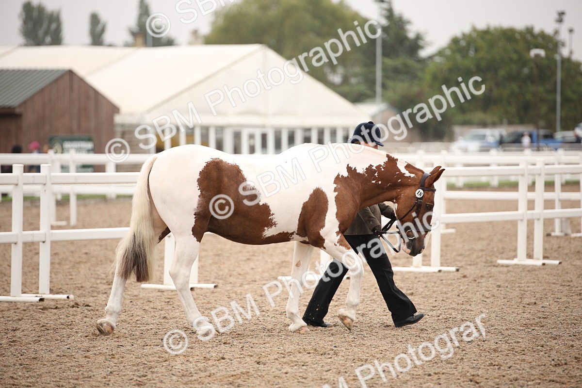 SBM_20105 - Class 702 - IH  Show Horse Pony