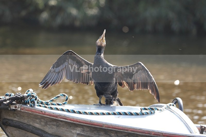 Cormorant - Animals and Birds