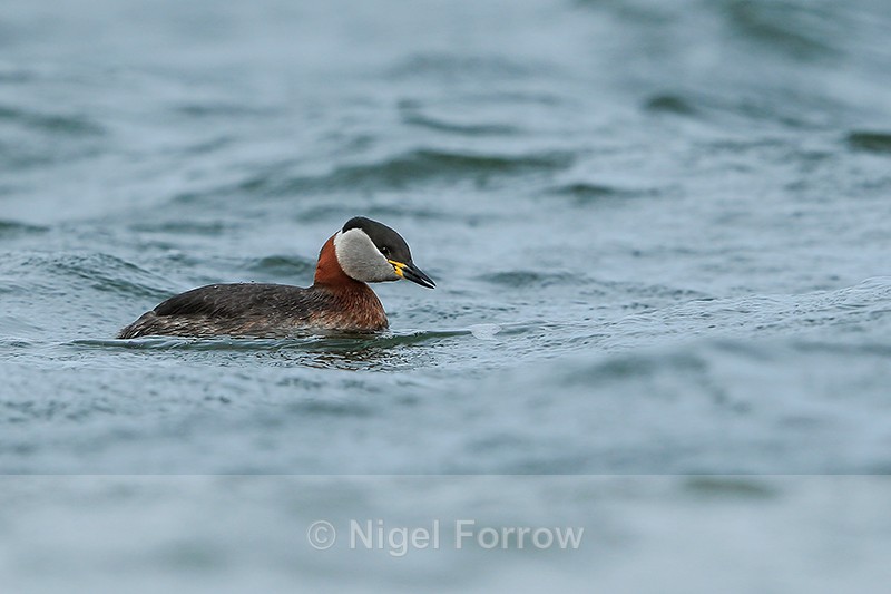 Red-necked Grebe, Farmoor Reservoir - Red-necked Grebe