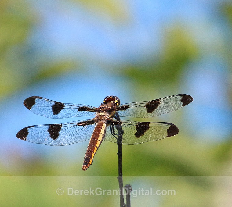 Twelve-spotted Skimmer (female) - Dragonflies of Atlantic Canada