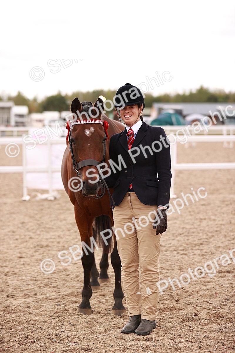 SBM_16220 - Class412 - Handsome Gelding (IH  or Ridden) Adult