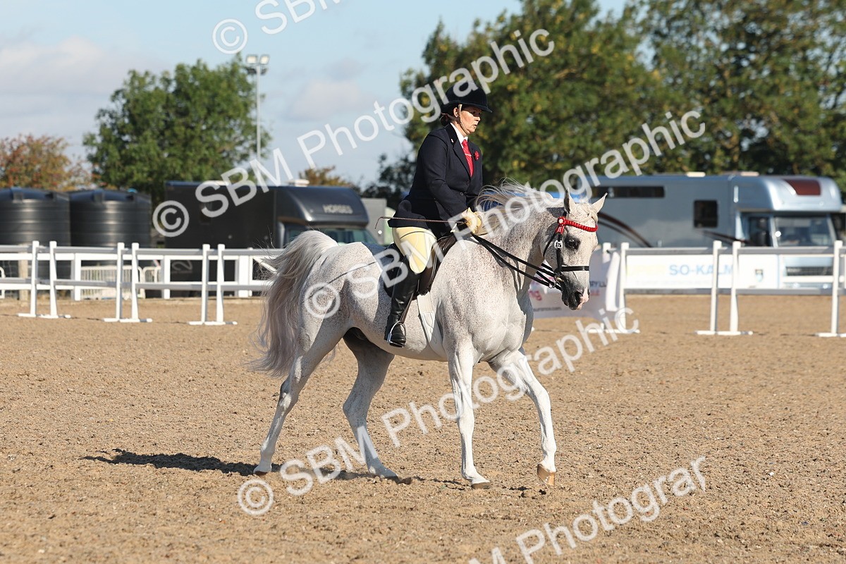 SBM_12213 - Class 303 - Ridden Pure Bred Horse Pony