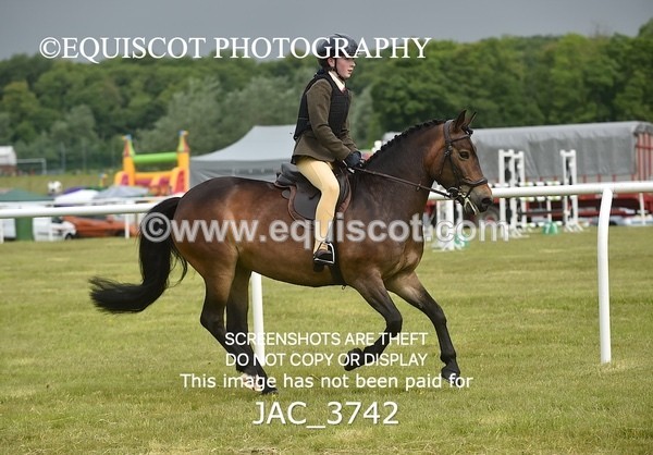 JAC_3742 - 75CM WORKING HUNTER