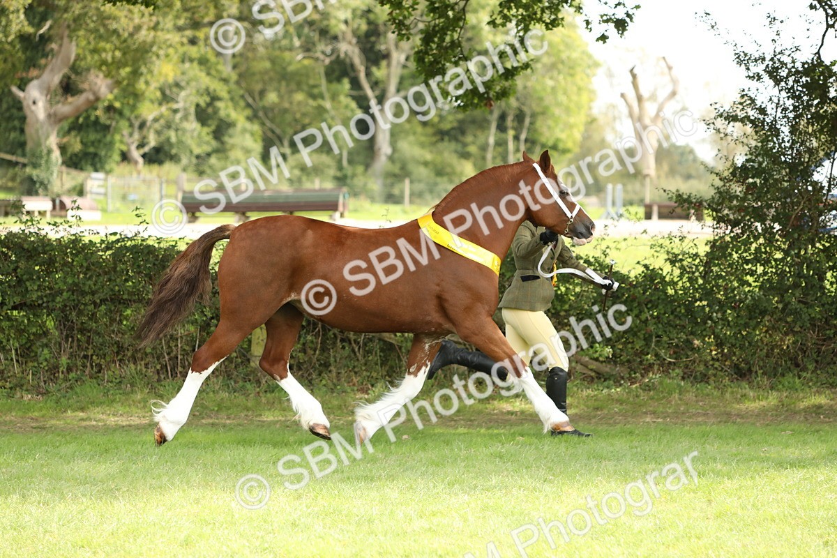 SBM_66248 - In Hand Pony & Youngstock Supreme Championship
