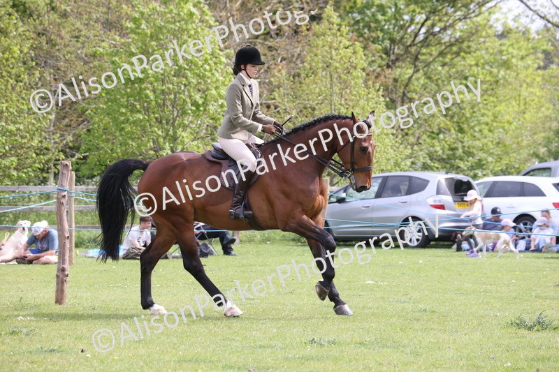 20260426-4351 - Class 34 - Best Riding Horse Over 14.2hh